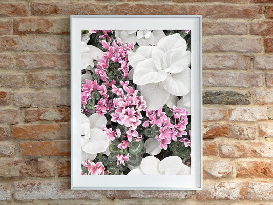 Angel Wings And Cyclamen Botanical Print