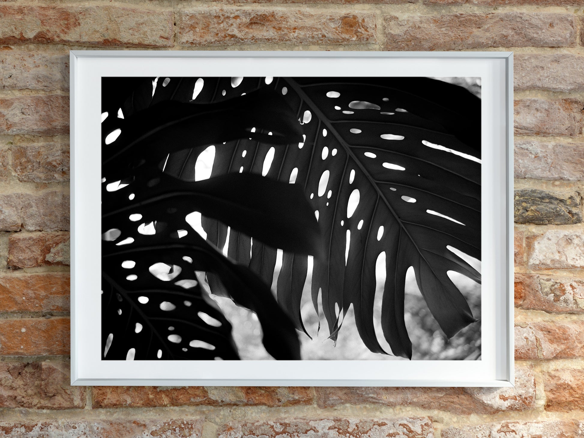 black and white monstera Monstera Leaves Silhouette Print – WillCarterMedia