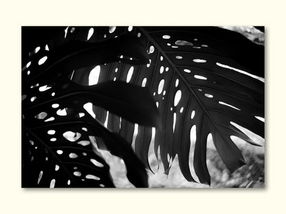 Monstera Leaves Silhouette Print
